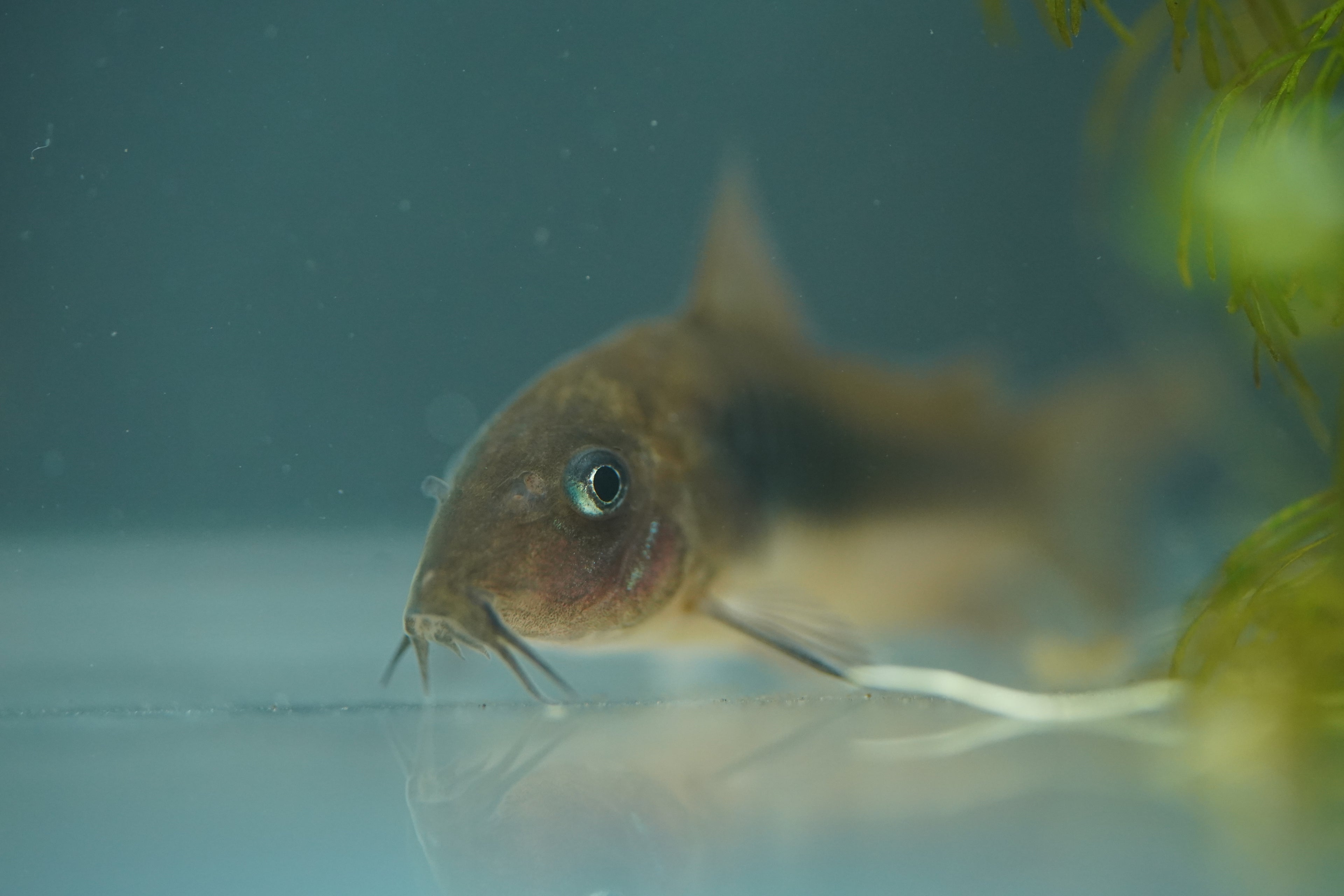 Bronze Corydora