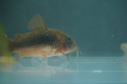 Bronze Corydora