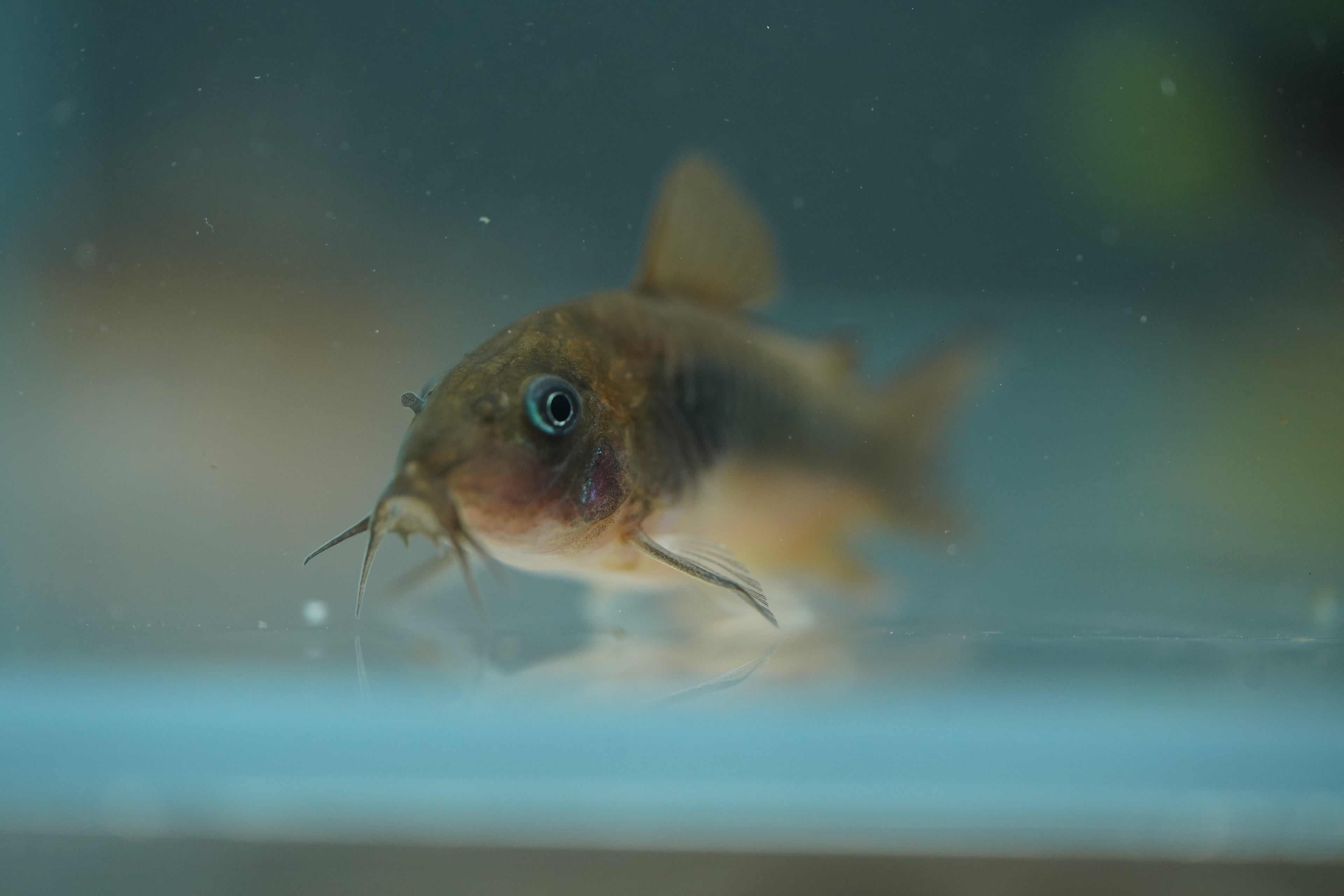 Bronze Corydora