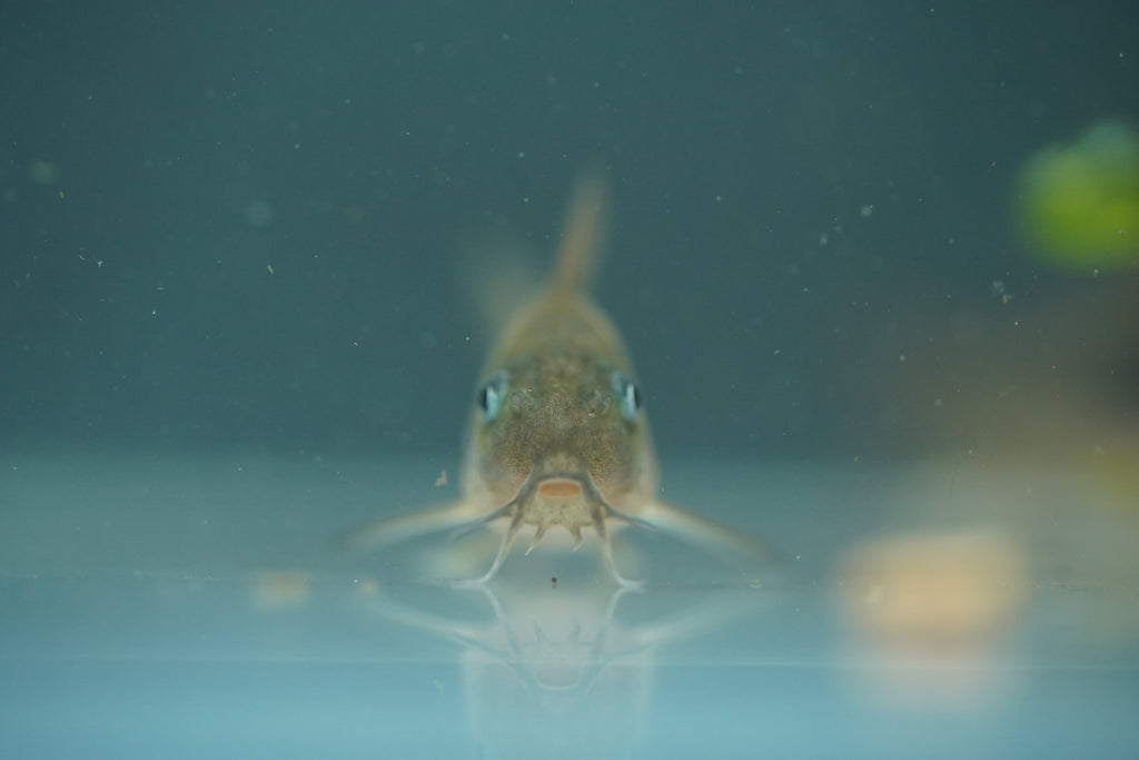 Bronze Corydora