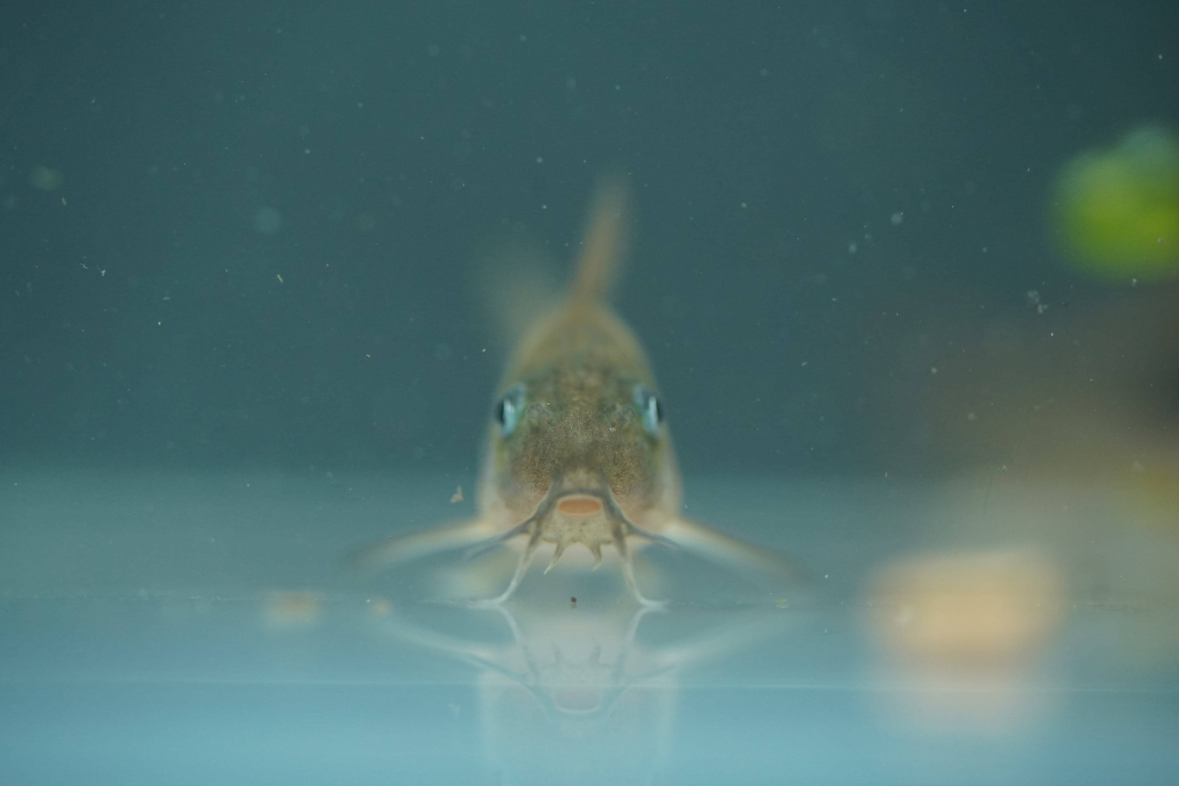 Bronze Corydora