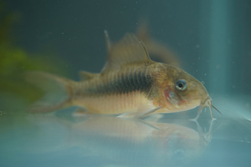 Bronze Corydora