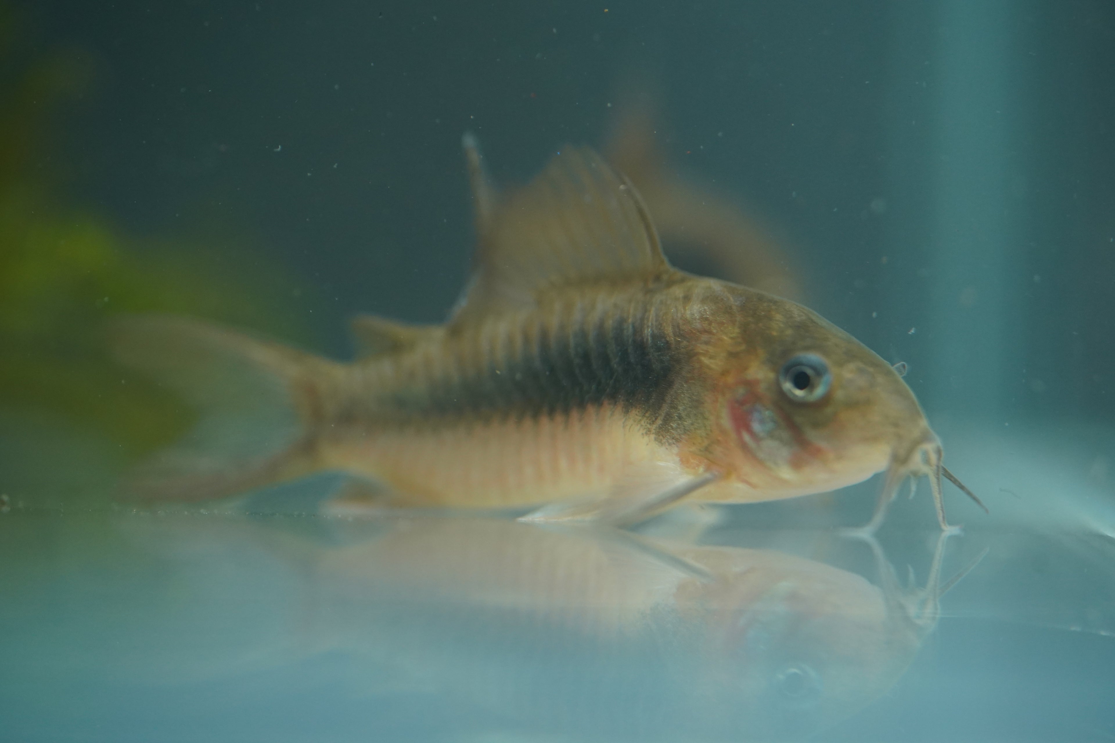 Bronze Corydora
