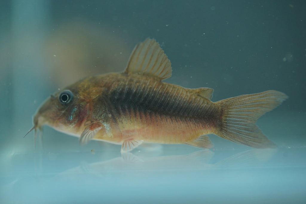 Bronze Corydora