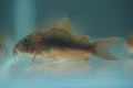 Bronze Corydora