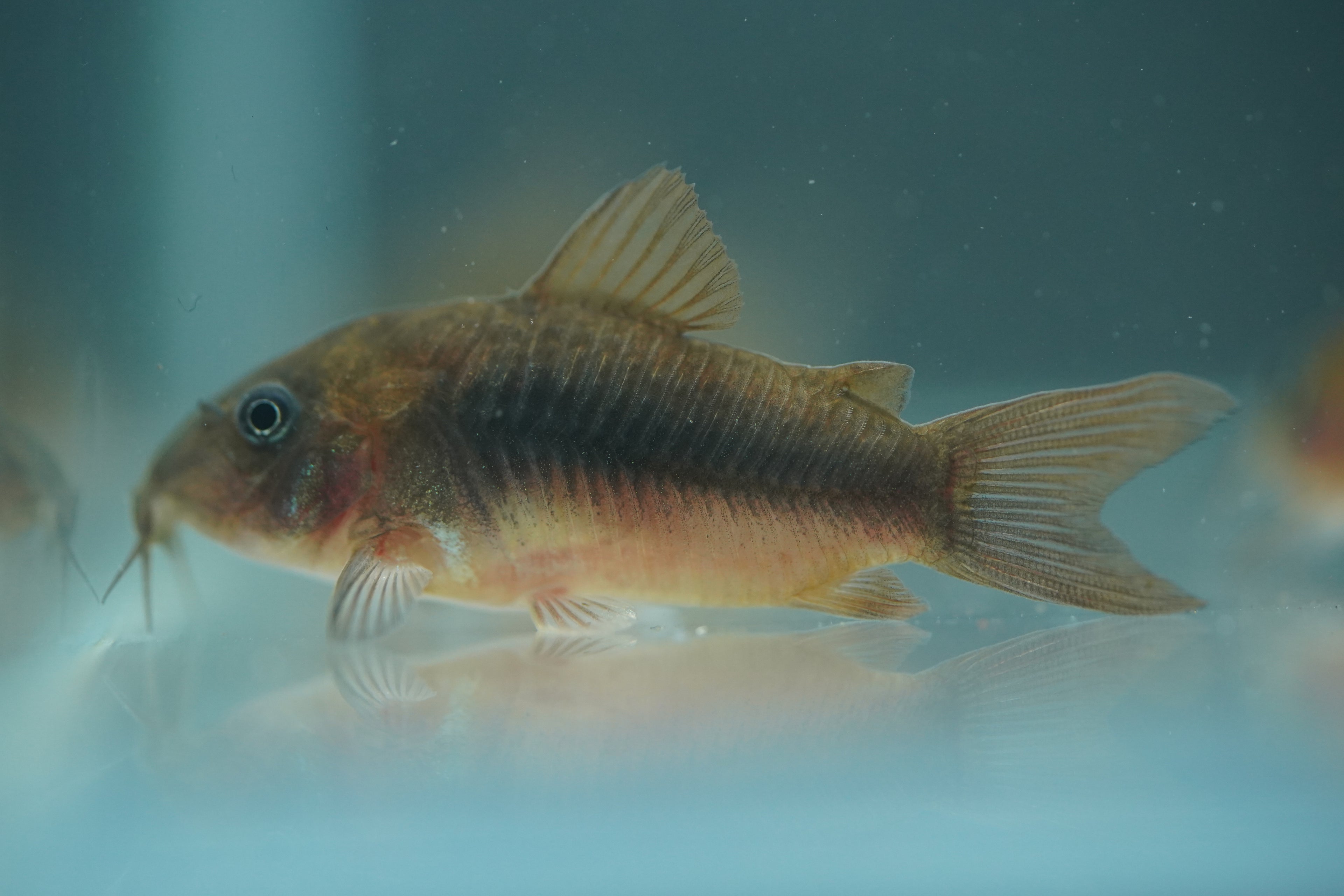 Bronze Corydora