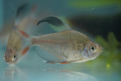 Rosy Tetra