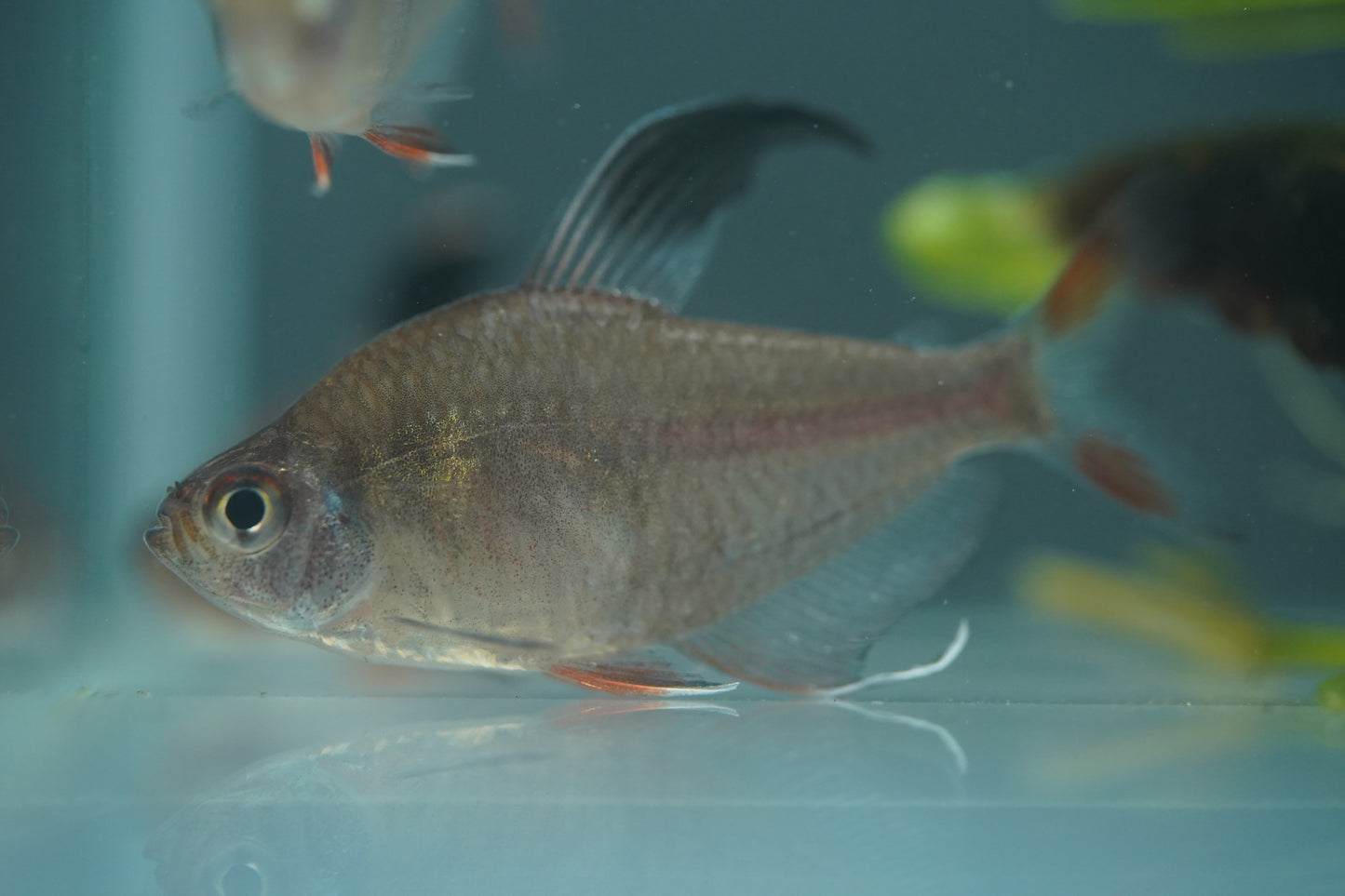 Rosy Tetra