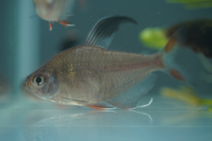 Rosy Tetra