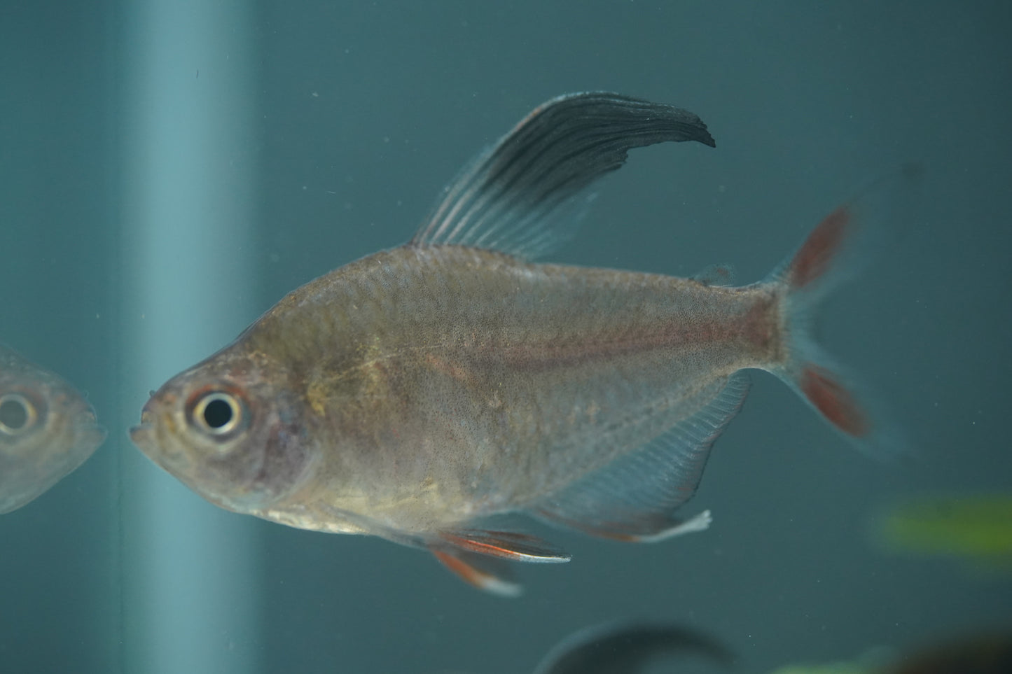 Rosy Tetra