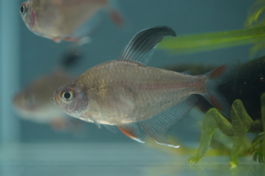 Rosy Tetra