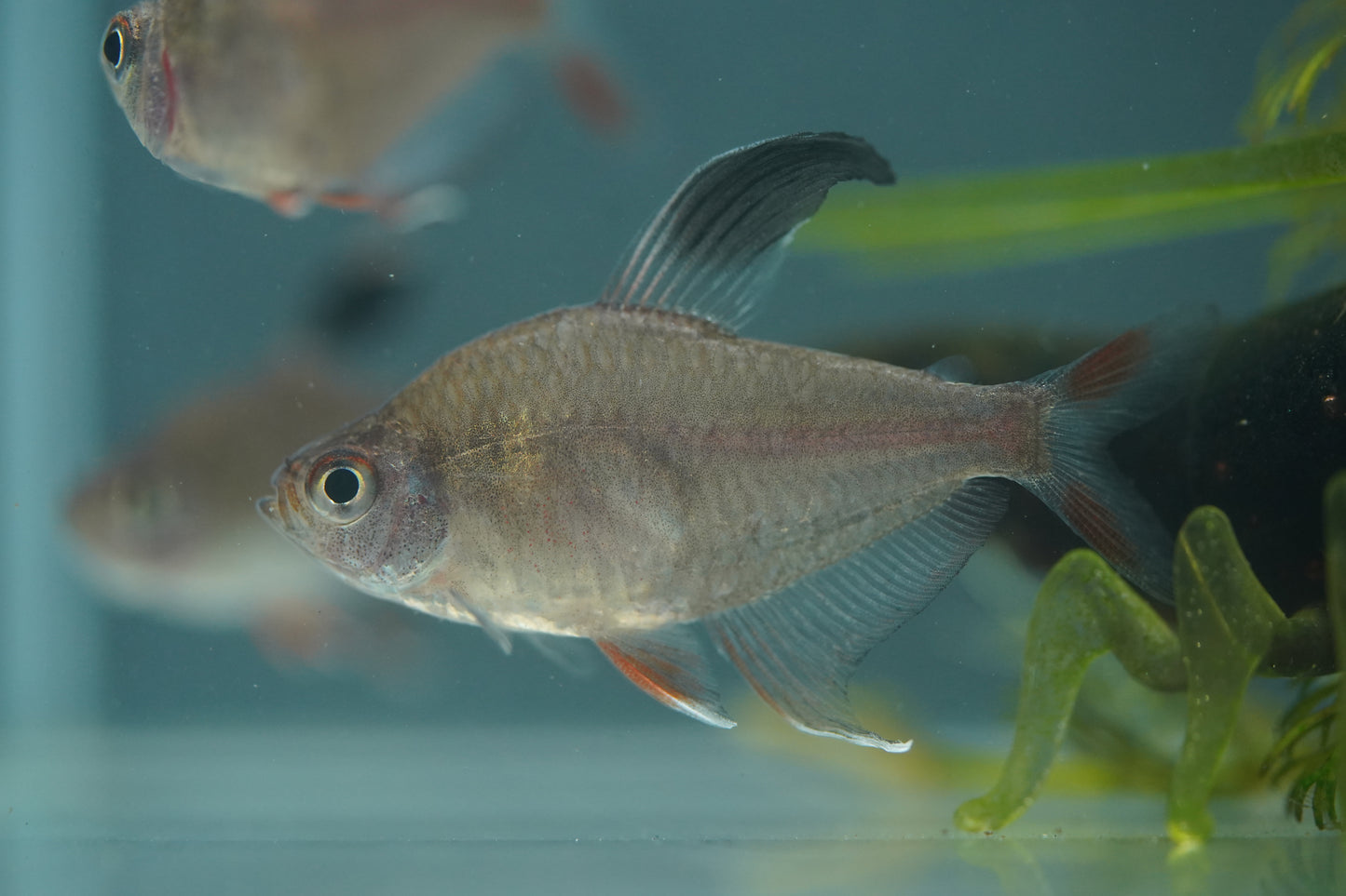 Rosy Tetra
