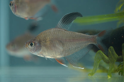 Rosy Tetra