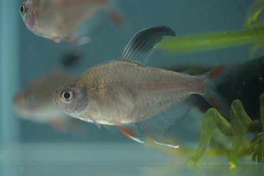 Rosy Tetra