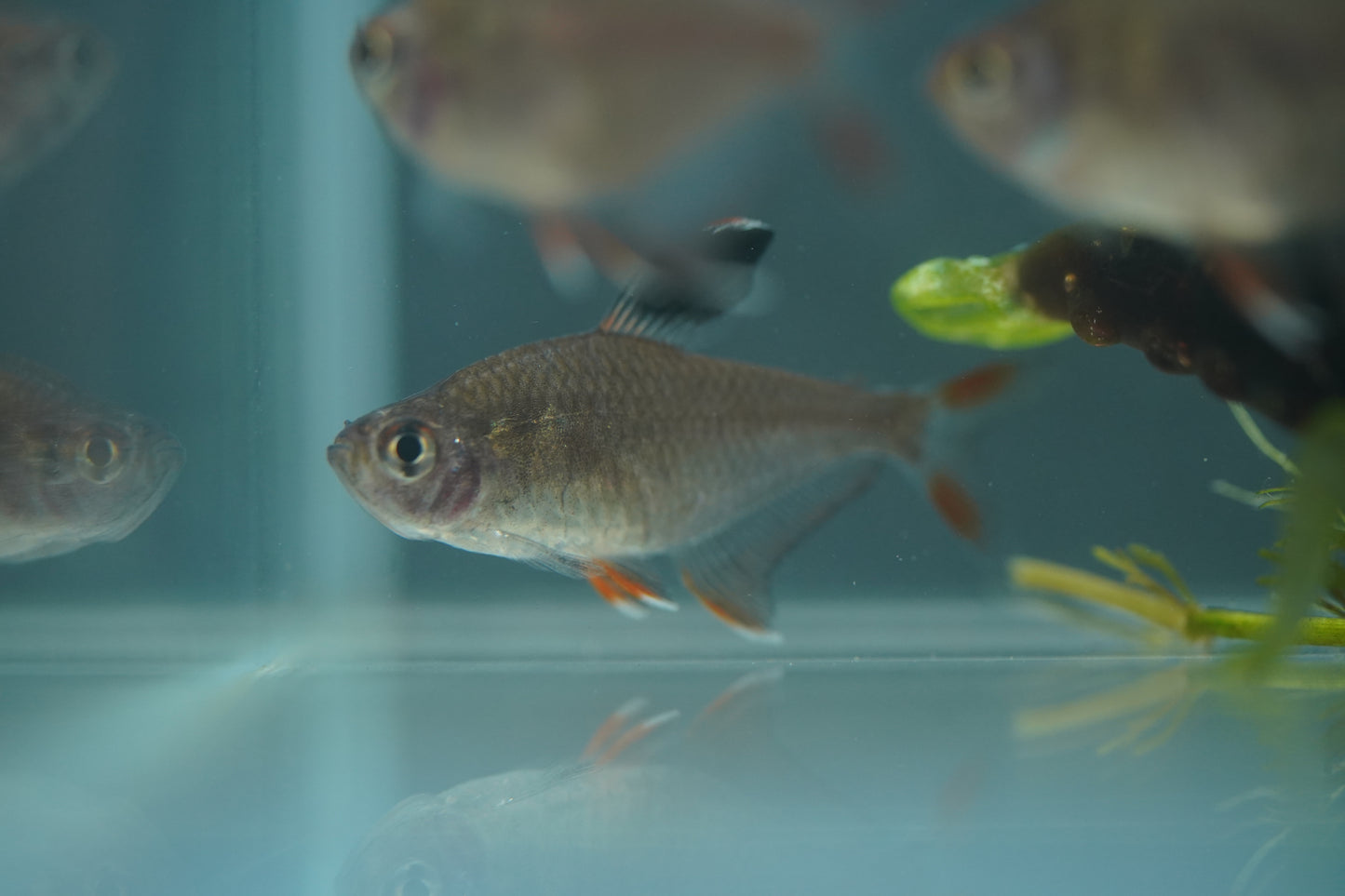 Rosy Tetra