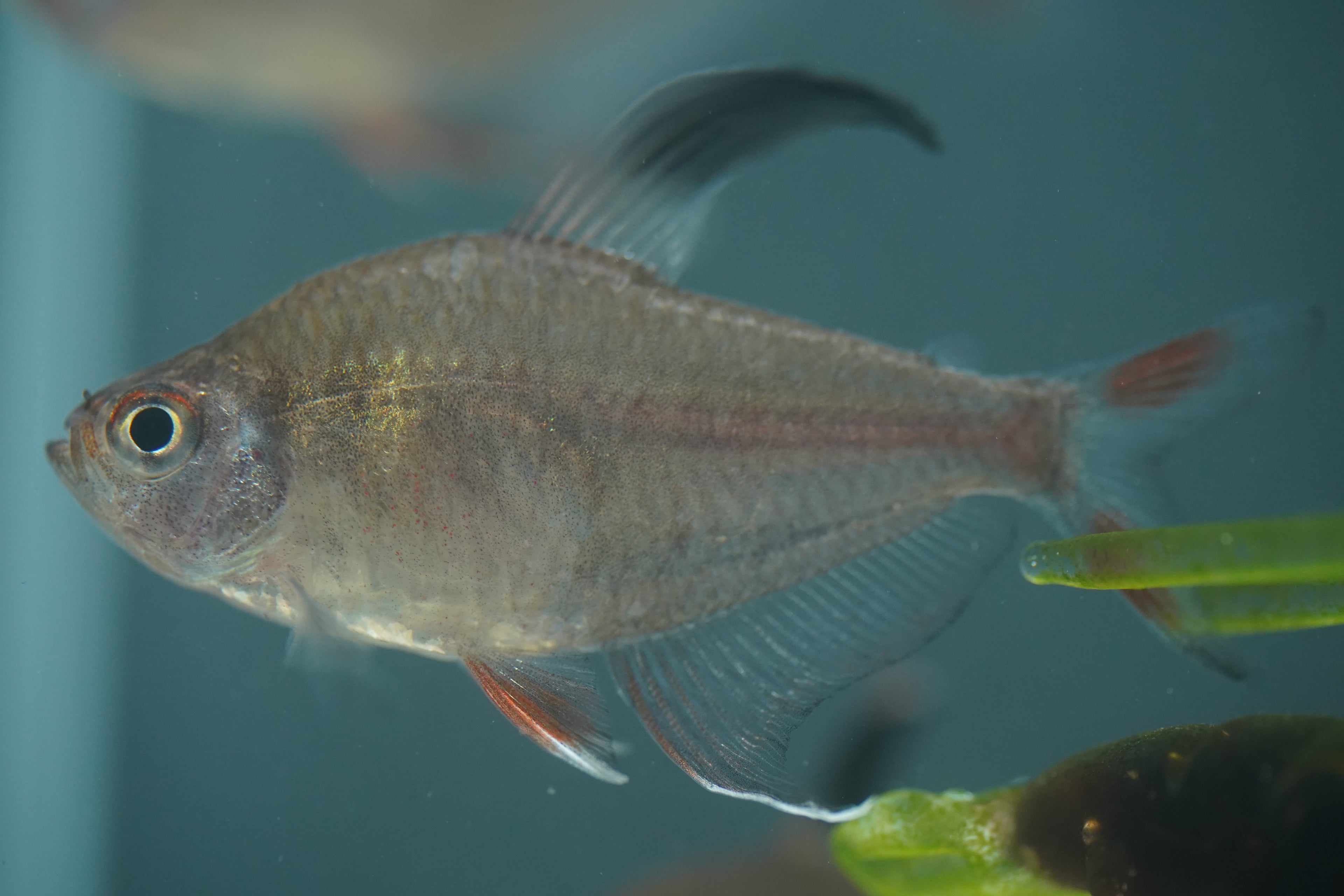 Rosy Tetra