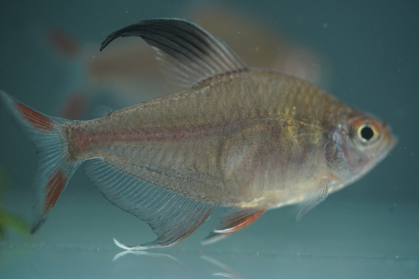 Rosy Tetra