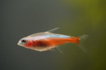 Golden Cardinal Tetra
