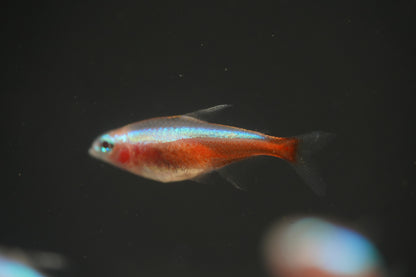 Golden Cardinal Tetra