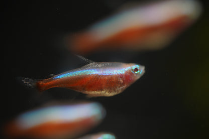 Golden Cardinal Tetra