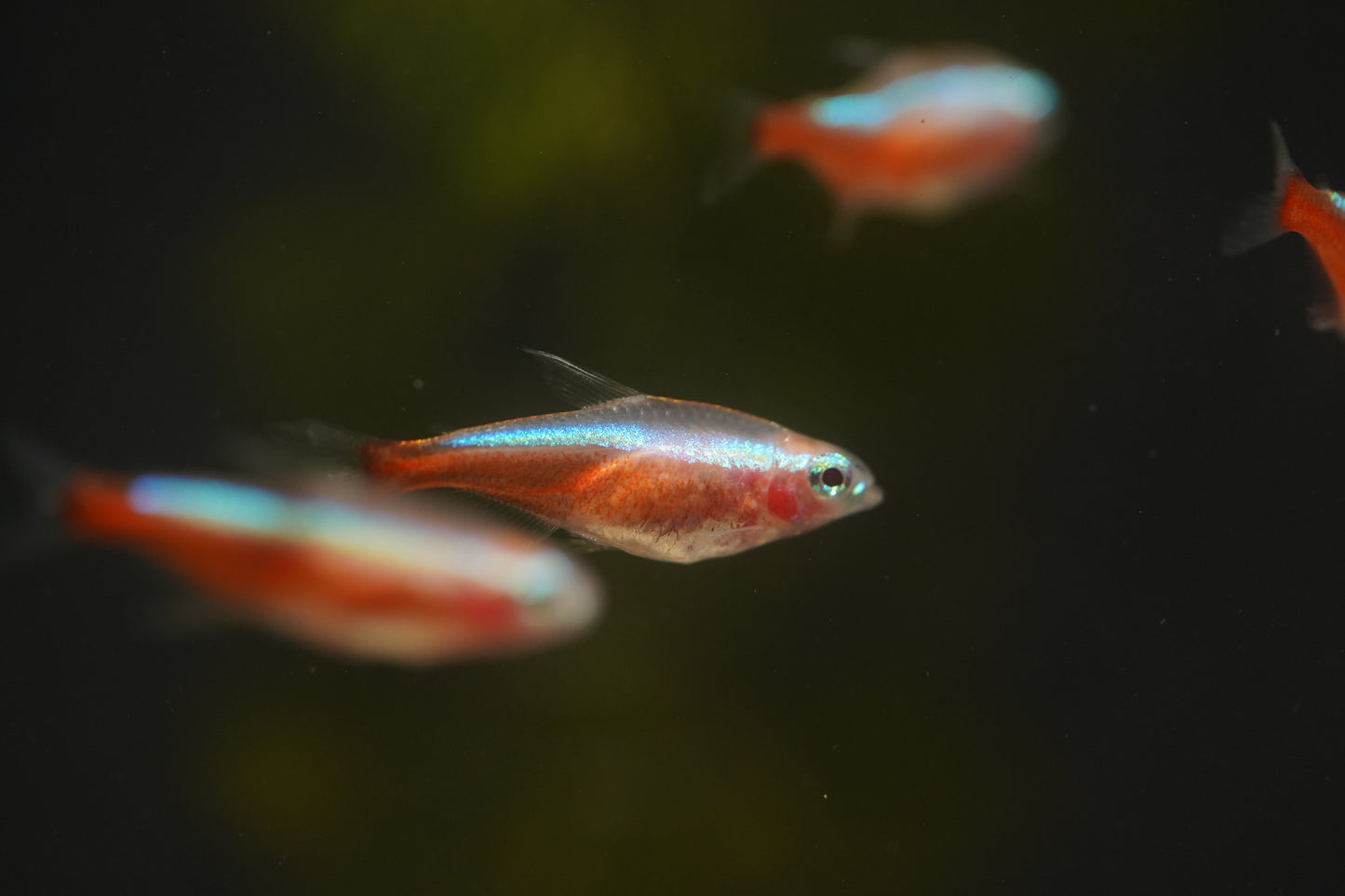 Golden Cardinal Tetra