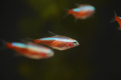 Golden Cardinal Tetra