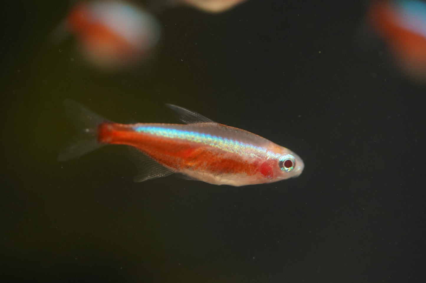 Golden Cardinal Tetra
