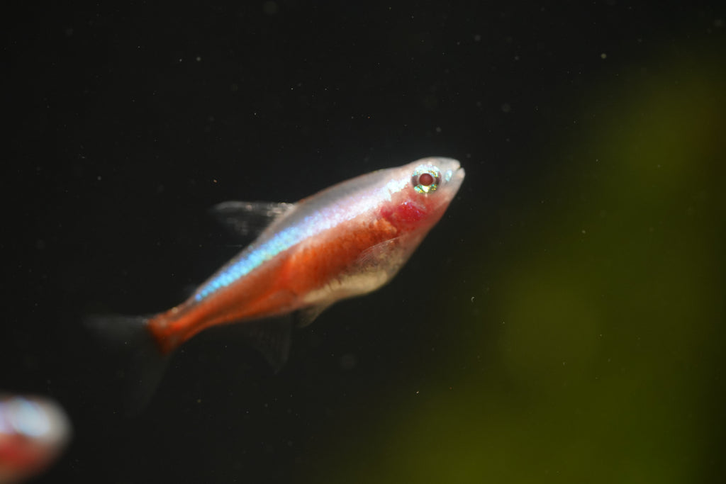 Golden Cardinal Tetra