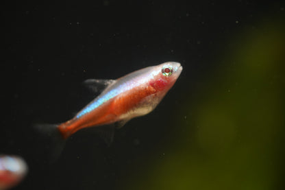 Golden Cardinal Tetra