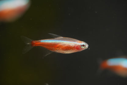 Golden Cardinal Tetra