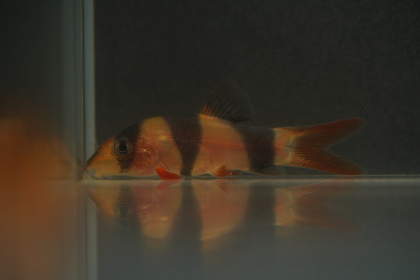 Clown Loach
