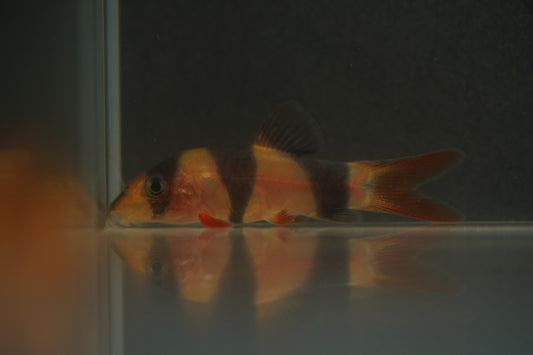 Clown Loach