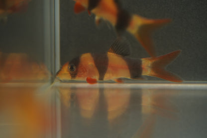 Clown Loach
