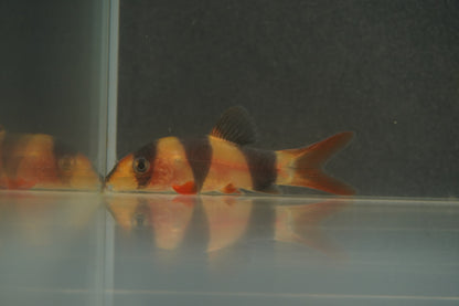 Clown Loach