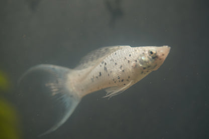 Platinum Lyretail Molly