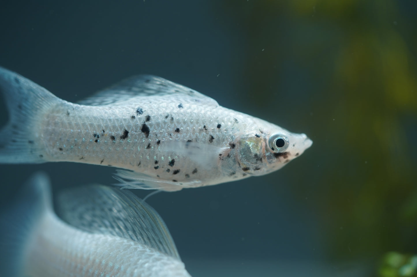 Platinum Lyretail Molly