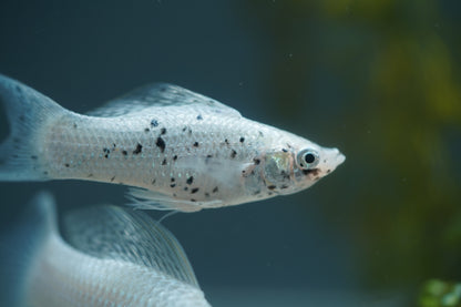 Platinum Lyretail Molly