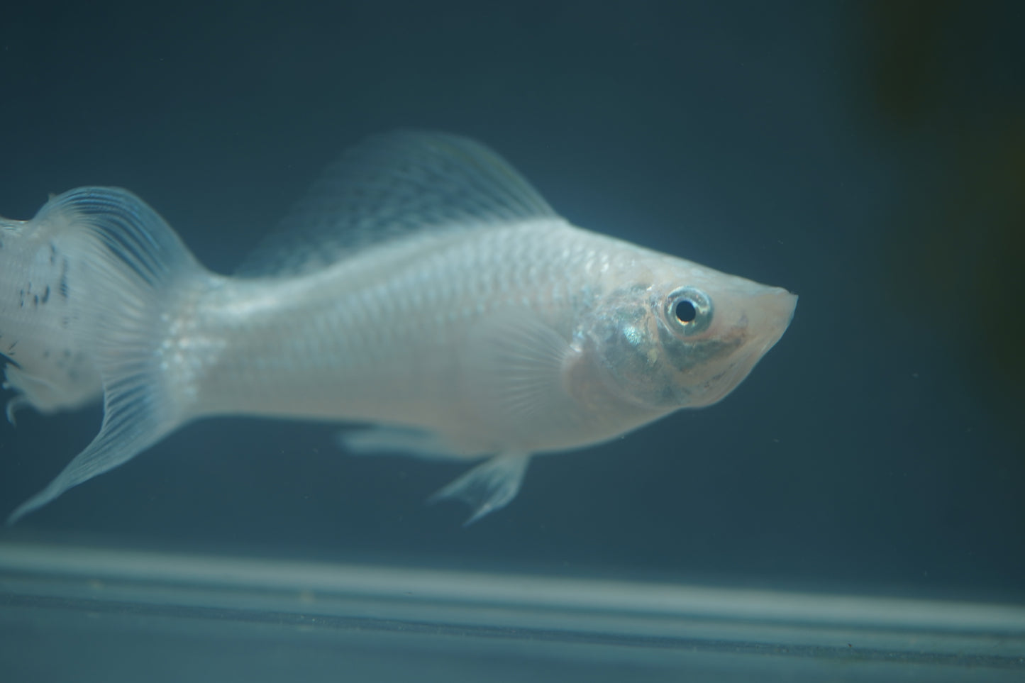 Platinum Lyretail Molly