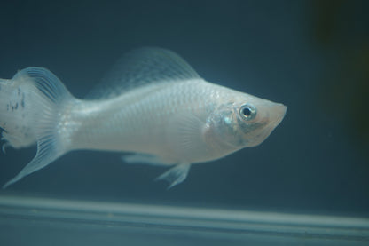 Platinum Lyretail Molly