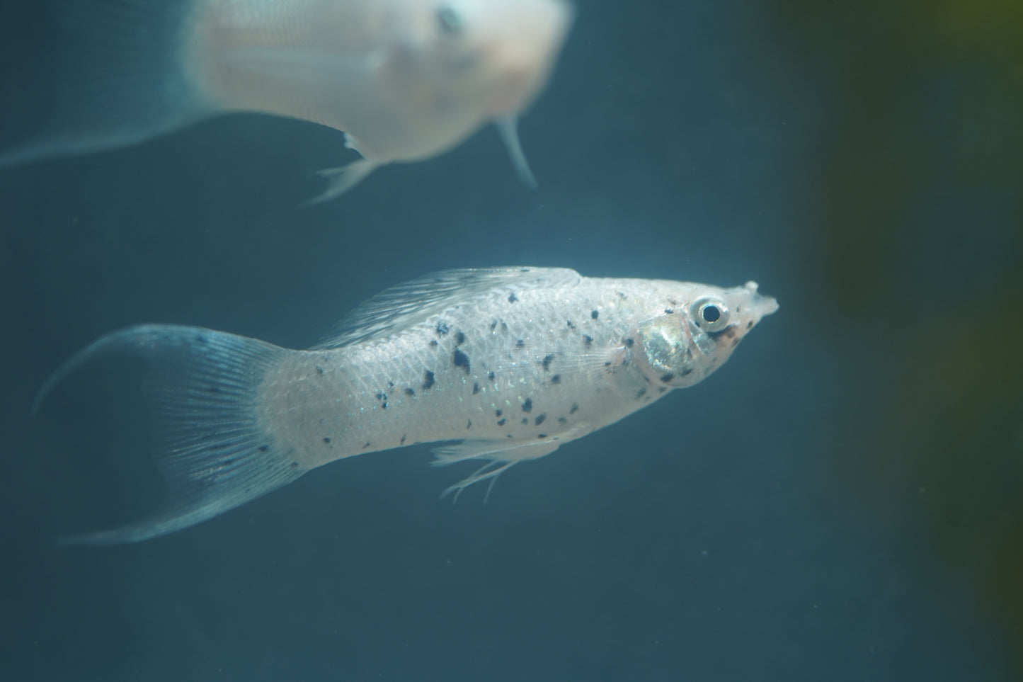 Platinum Lyretail Molly