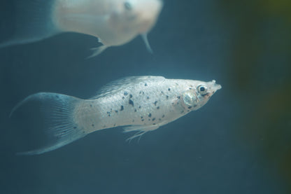 Platinum Lyretail Molly