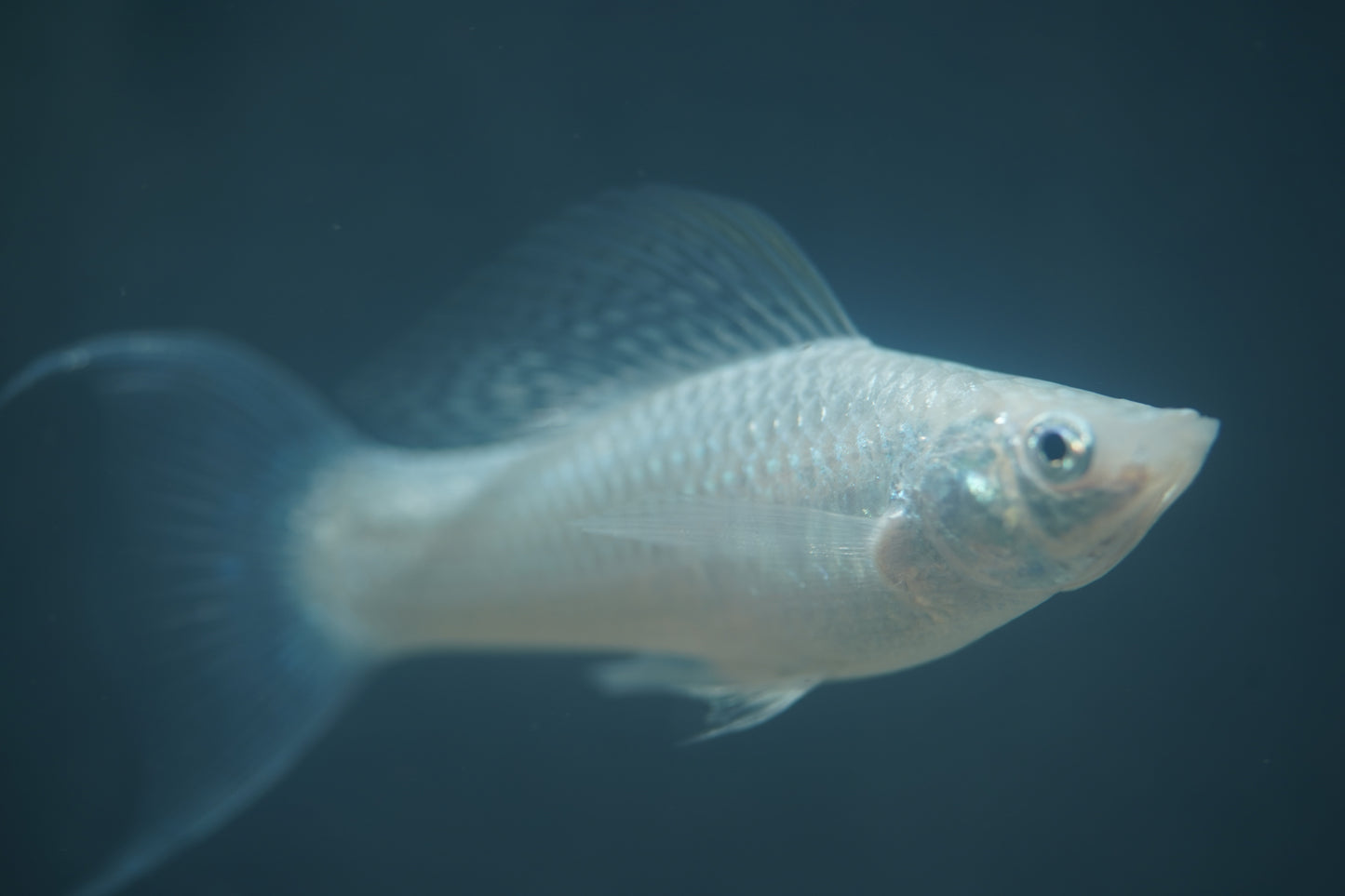 Platinum Lyretail Molly