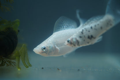 Platinum Lyretail Molly