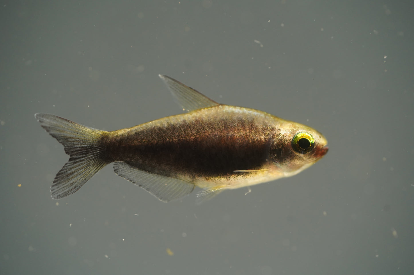 Black Emperor Tetra