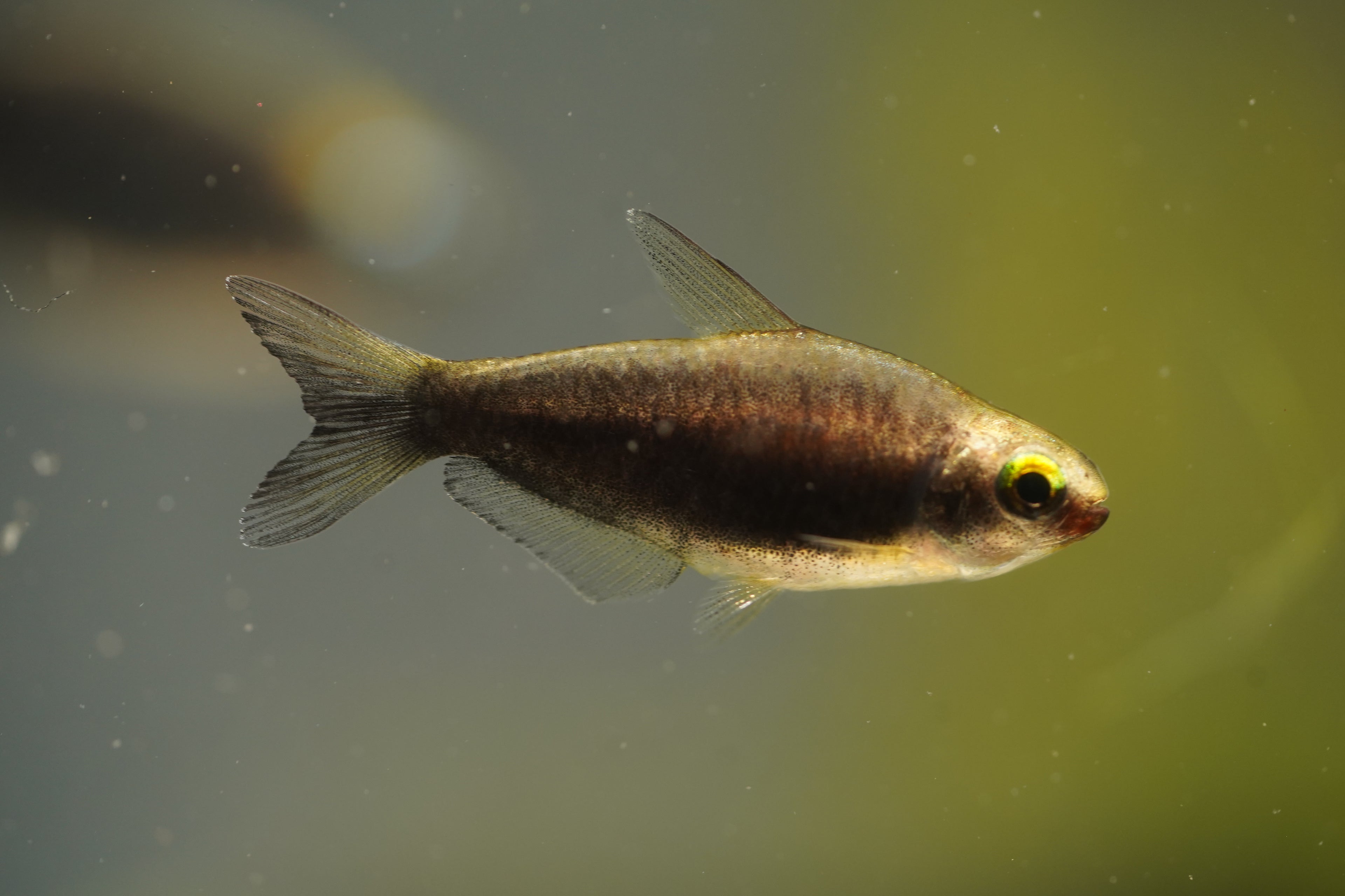 Black Emperor Tetra