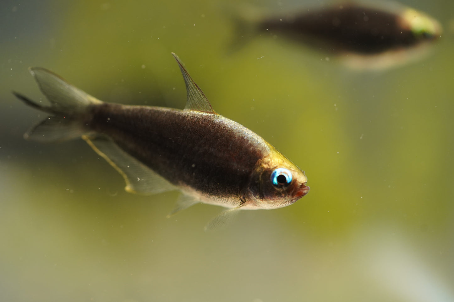 Black Emperor Tetra