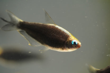 Black Emperor Tetra