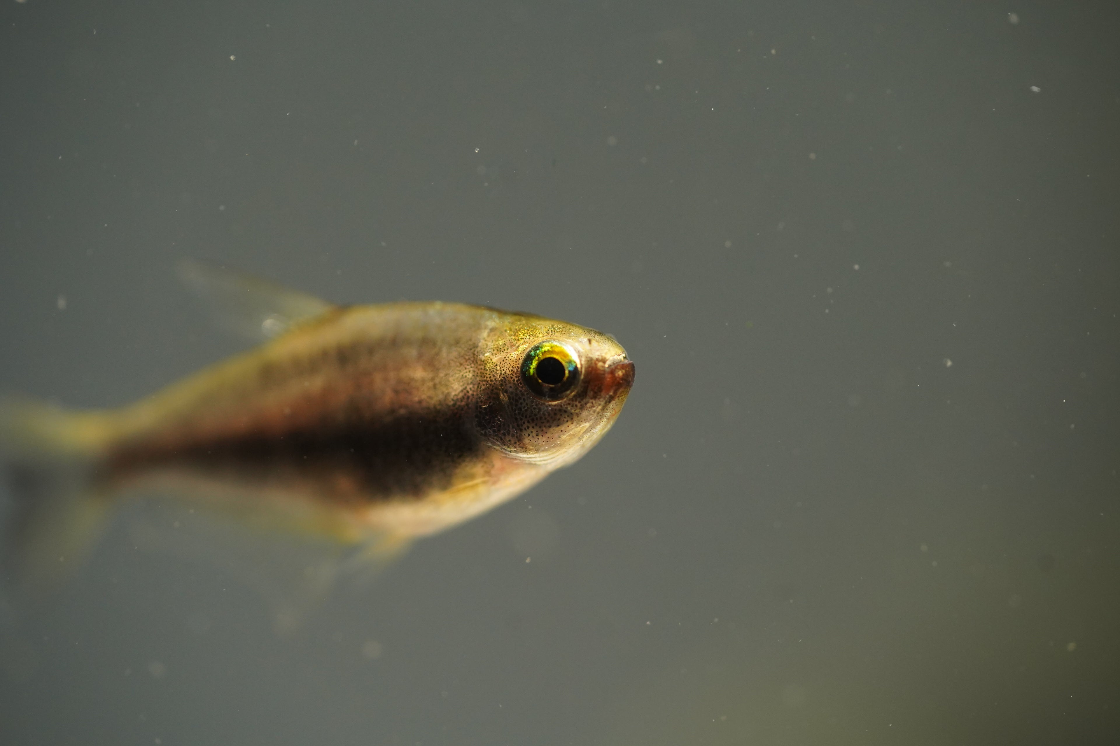 Black Emperor Tetra