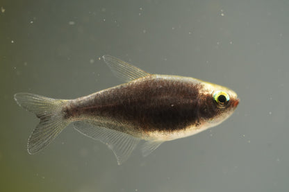Black Emperor Tetra