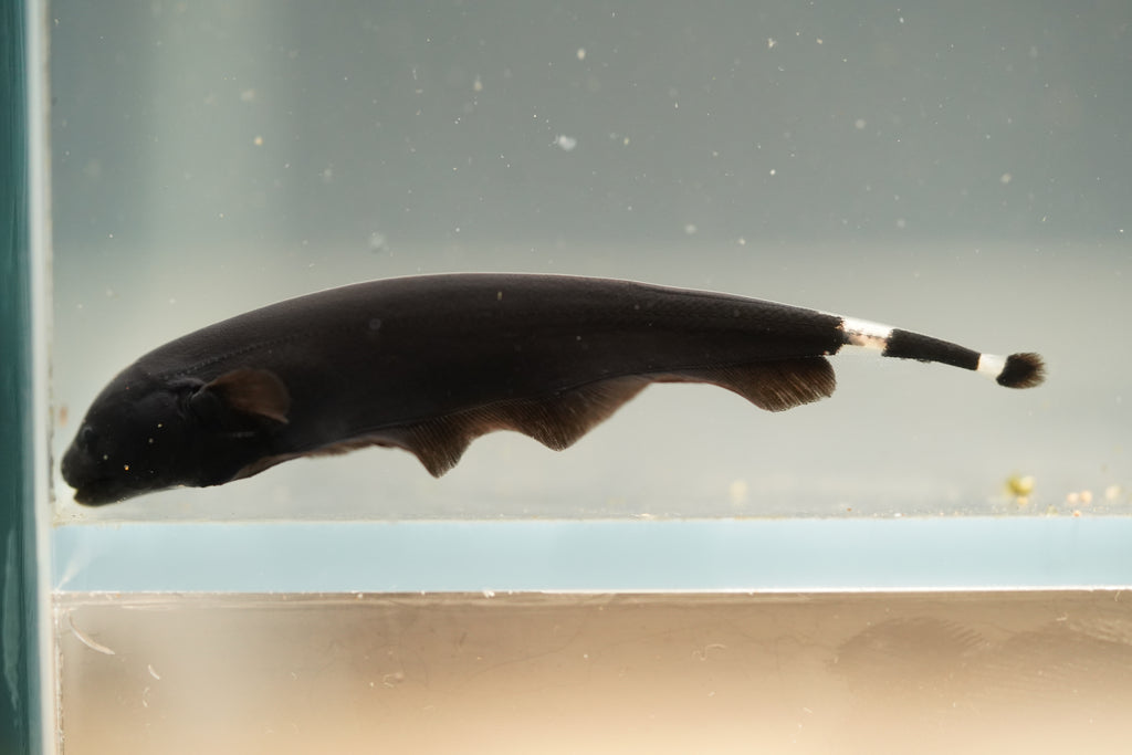 Black Ghost Knife Fish